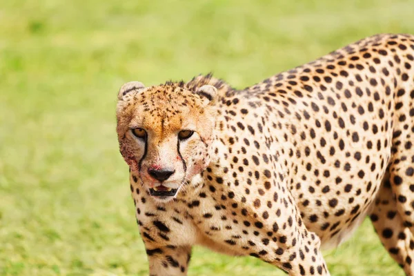 Africké gepard s krvavou tlama — Stock fotografie