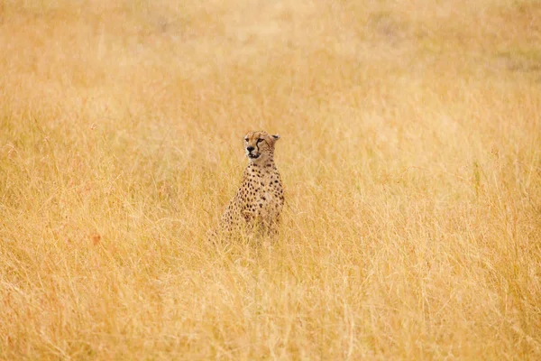 Cheetah Africano sentado em grama longa — Fotografia de Stock