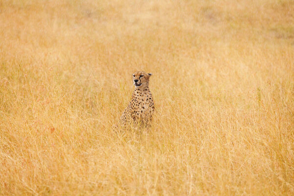 African cheetah sitting in long grass