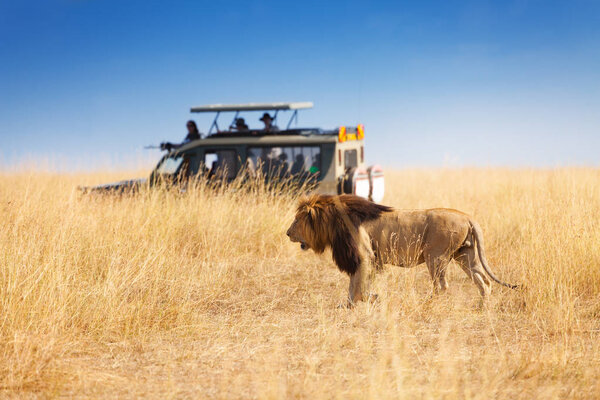 beautiful big lion at safari park