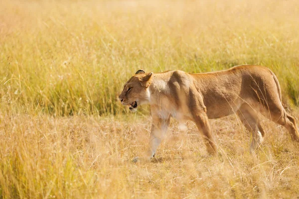 Lioness hunting in nature habitat — Stock Photo, Image