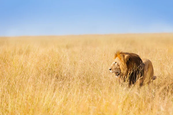 African lion hunting at prairie — Stock Photo, Image