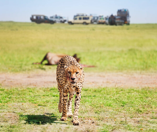 Cheetah walking after feasting on kill