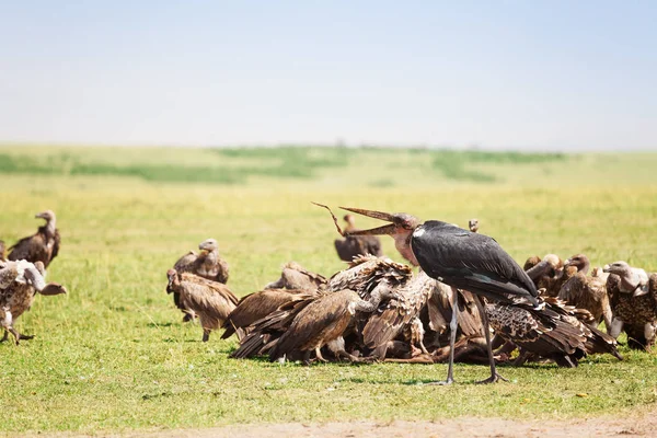 Marabou africain parmi les vautours troupeau — Photo