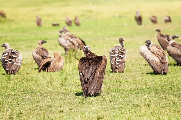 White-backed vultures herd on grassland — Stock Photo, Image