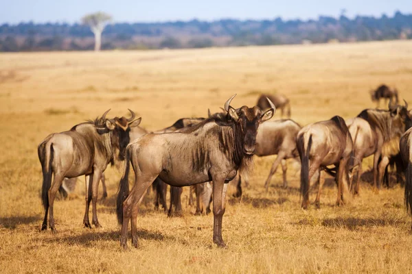 Gnus wandern über trockene Ebenen — Stockfoto