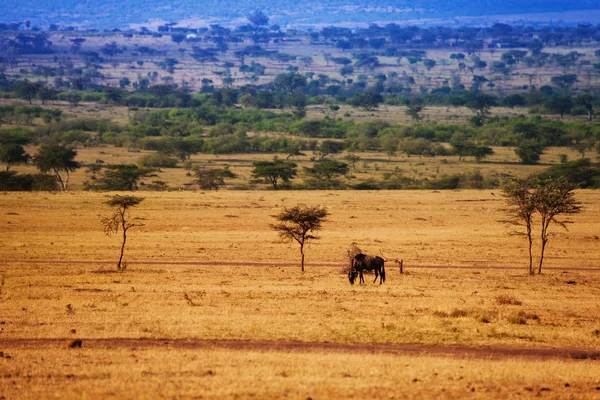 Landschaft mit Gnus auf trockenem Gras — Stockfoto