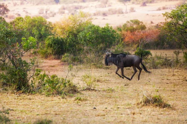 Wildebeest blu in esecuzione a savana keniota — Foto Stock