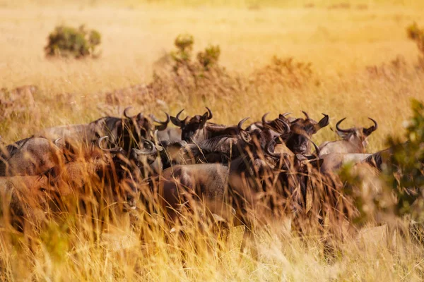 Flock gnuer under migreringen — Stockfoto