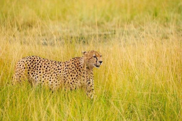 Africké gepard chůzi ve vysoké trávě — Stock fotografie