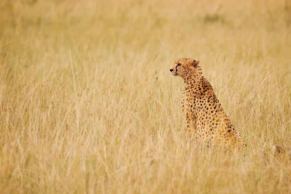 Cheetah sentado na grama seca — Fotografia de Stock