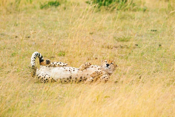 Гепард лежить на сушеній траві — стокове фото
