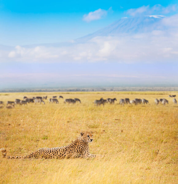 Cheetah laying on grass at Kenyan savanna