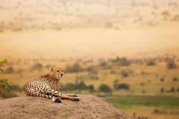 Cheetah Africano que coloca na colina — Fotografia de Stock