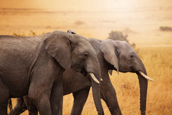 Paar olifanten samen wandelen in savannah — Stockfoto