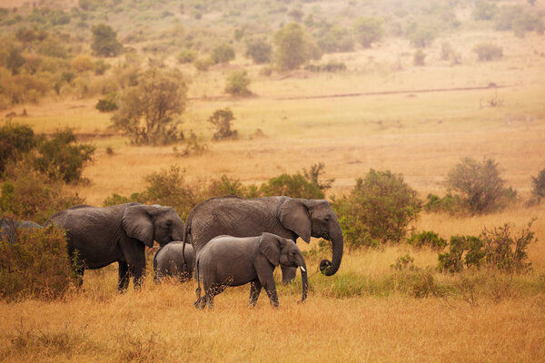 Elephants on way back from feeding in swamps
