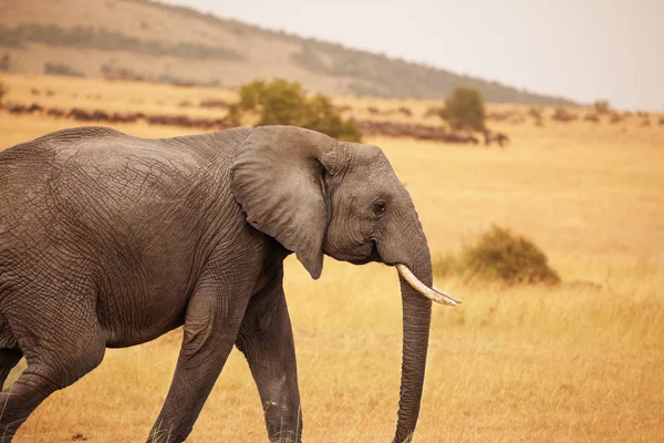 Bush Elephant lopen in savannah — Stockfoto