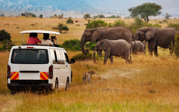Tourists taking picture of elephants