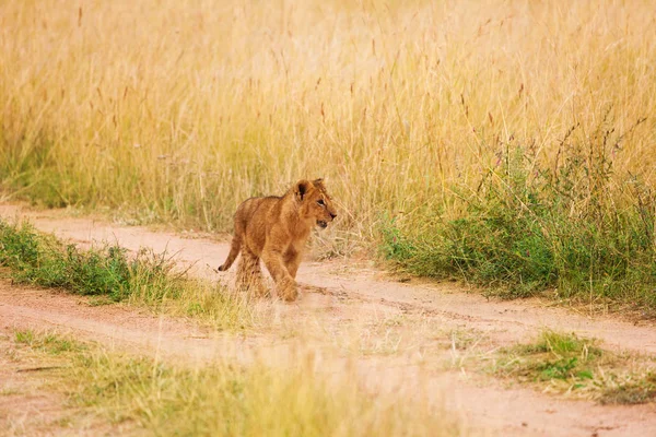 Cucciolo di leone che cammina nella savana keniota — Foto Stock