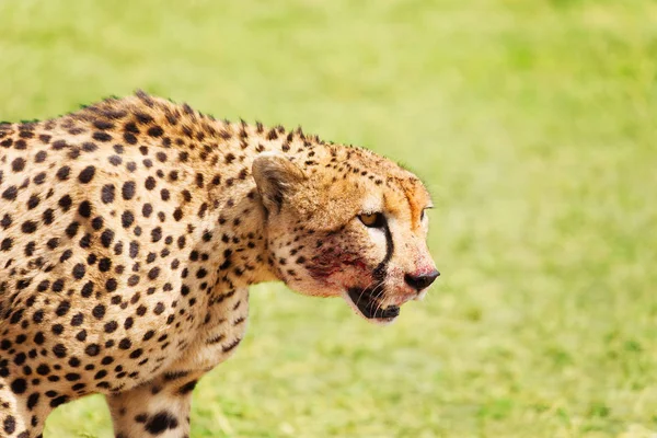 Wilder Gepard nach dem Schlemmen Stockfoto