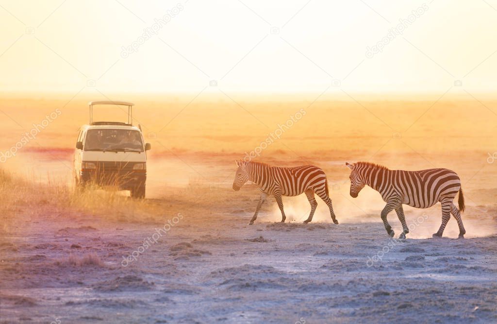 zebras walking at savannah near safari jeap