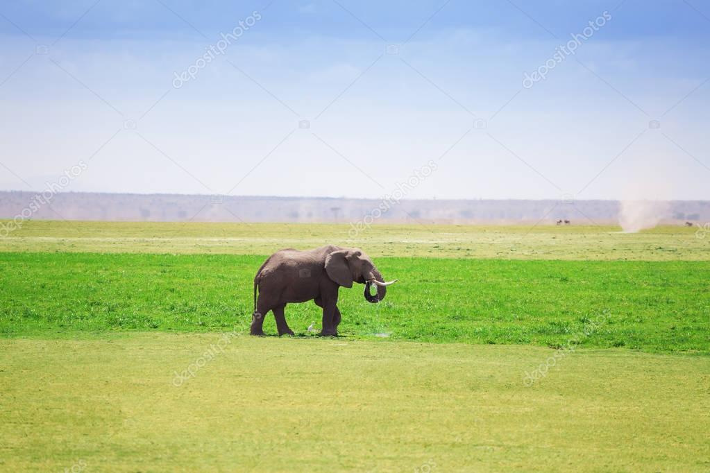 African elephant drinking water at waterhole