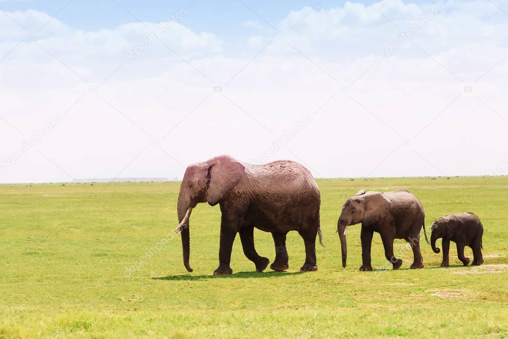 African elephants moving towards swamps