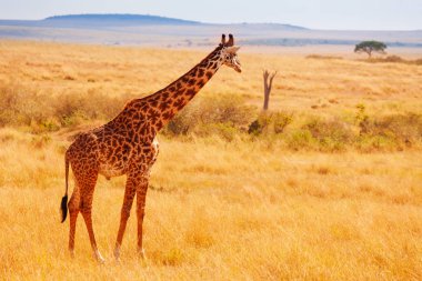Zürafa ile Kenya savannah