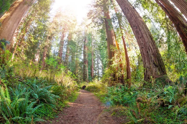 Sequoia stromy v Redwood — Stock fotografie