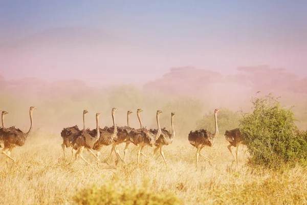 Gran manada de avestruces — Foto de Stock