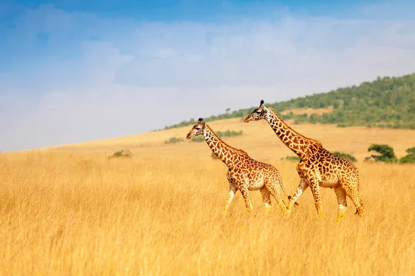 Masai giraffes in savannah — Stock Photo, Image