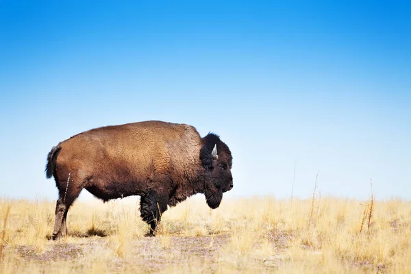 Американский бизон в сухой траве — стоковое фото
