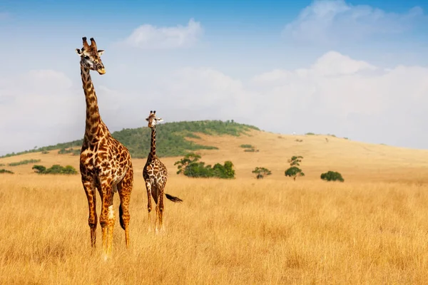 Masai giraffes in savannah — Stock Photo, Image