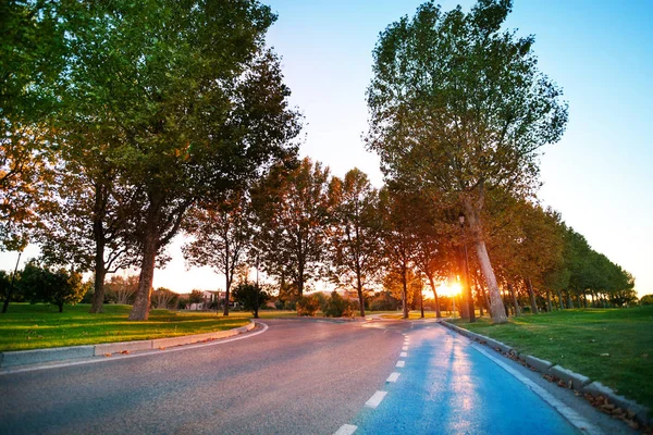 Ljus genom träden längs vägen — Stockfoto