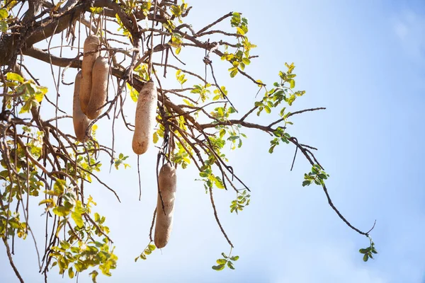Obraz z owoców drzewa kiełbasa — Zdjęcie stockowe
