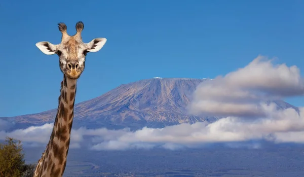 Giraffe hoofd met mount Kilimanjaro — Stockfoto