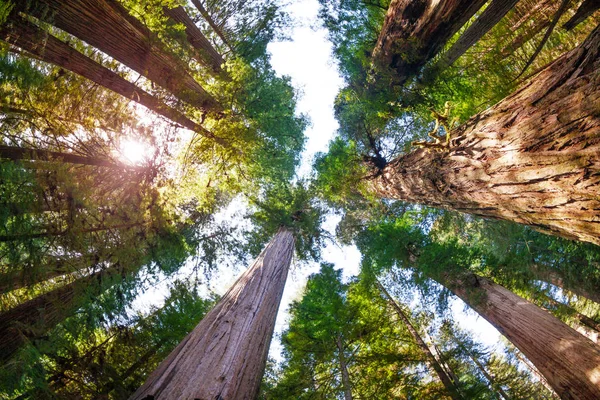 Sequoia bomen in Redwood — Stockfoto