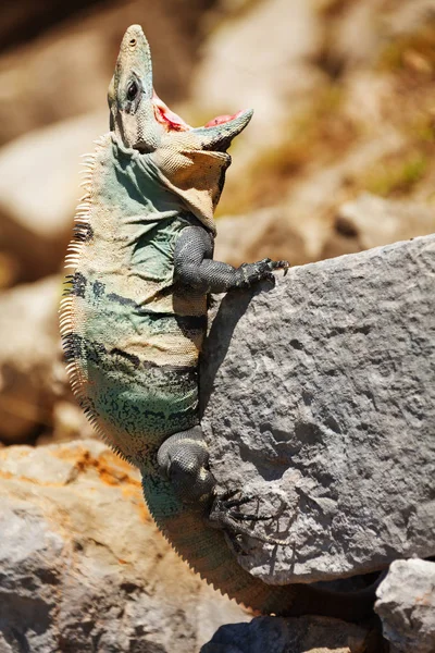 Varanus sitting in Cancun — Stock Photo, Image