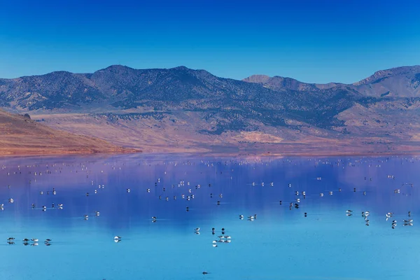 Salt Lake med simning fåglar — Stockfoto