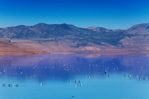 Lac Salé avec oiseaux nageurs — Photo