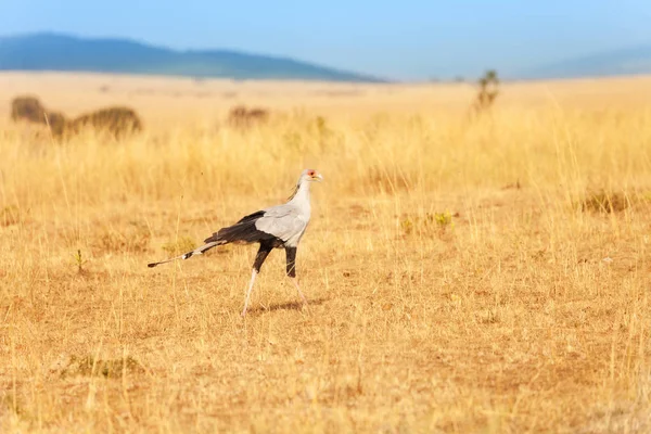Секретар птах ходьба — стокове фото