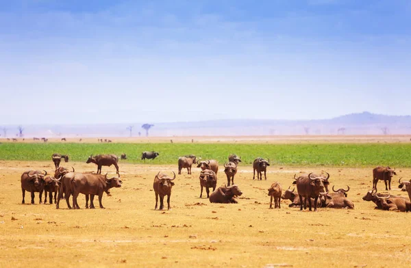 Большие буйволы в саванне — стоковое фото