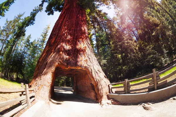 Vieil arbre séquoia avec tunnel — Photo