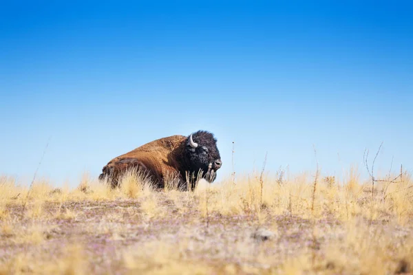 American bison in dry grass — Stock Photo, Image
