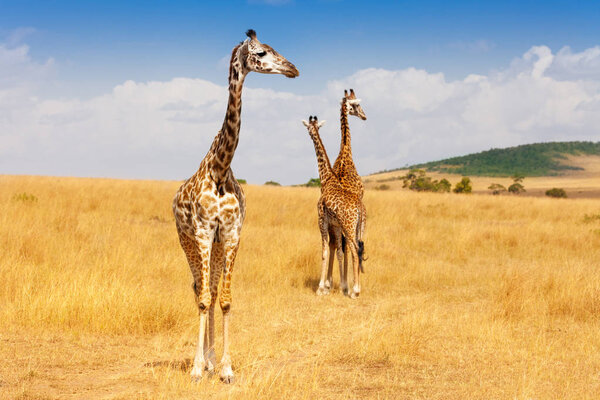 Masai giraffes walking in arid savannah of Kenya, Africa