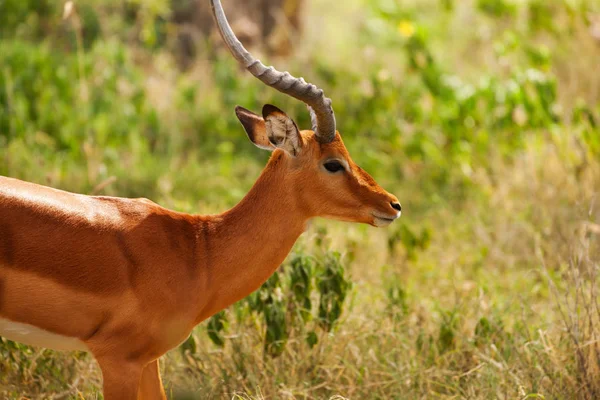 Portrait of fawn impala — Stock Photo, Image