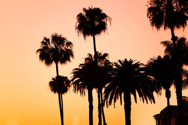 Tropikalny zachód słońca z palmami — Zdjęcie stockowe
