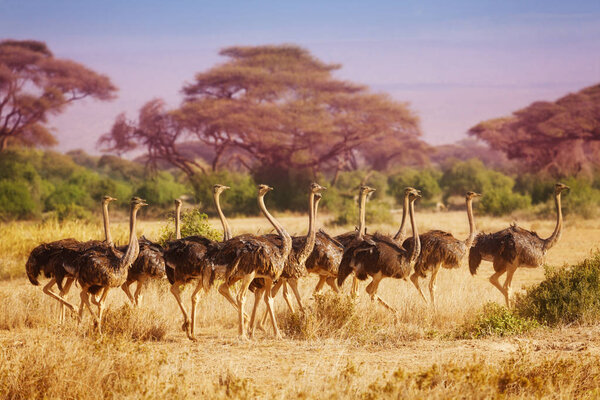 Big herd of ostriches