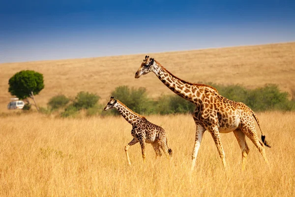 Masai giraffes in savannah — Stock Photo, Image