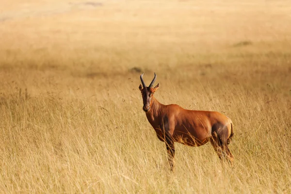 Topi antelope in dried grass — Stock Photo, Image
